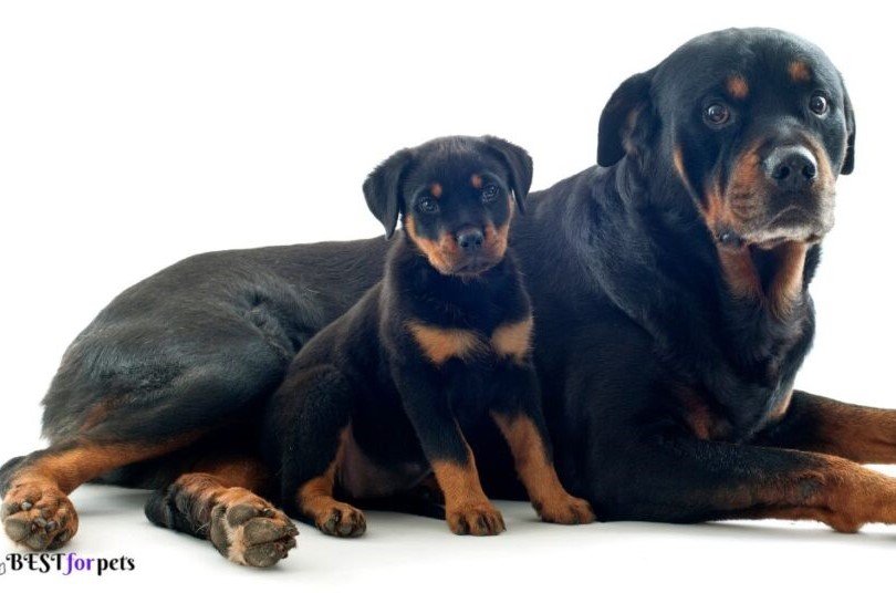 Rottweiler-Biggest Dog Breed In The World