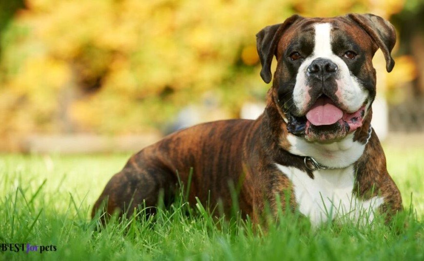 Boxer-Biggest Dog Breed In The World