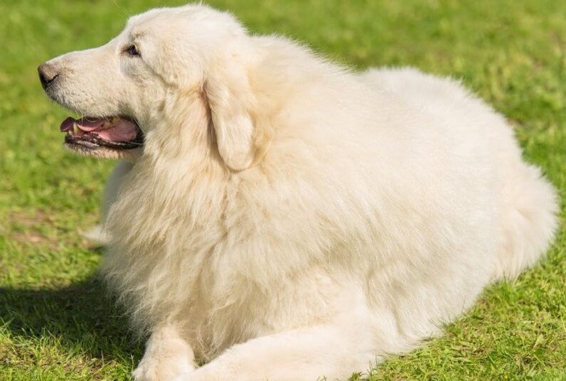 Great Pyrenees-Biggest Dog Breed In The World