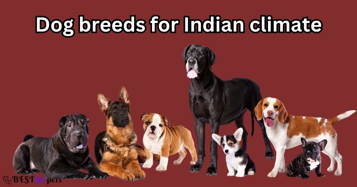 Dog Breeds for indian climate