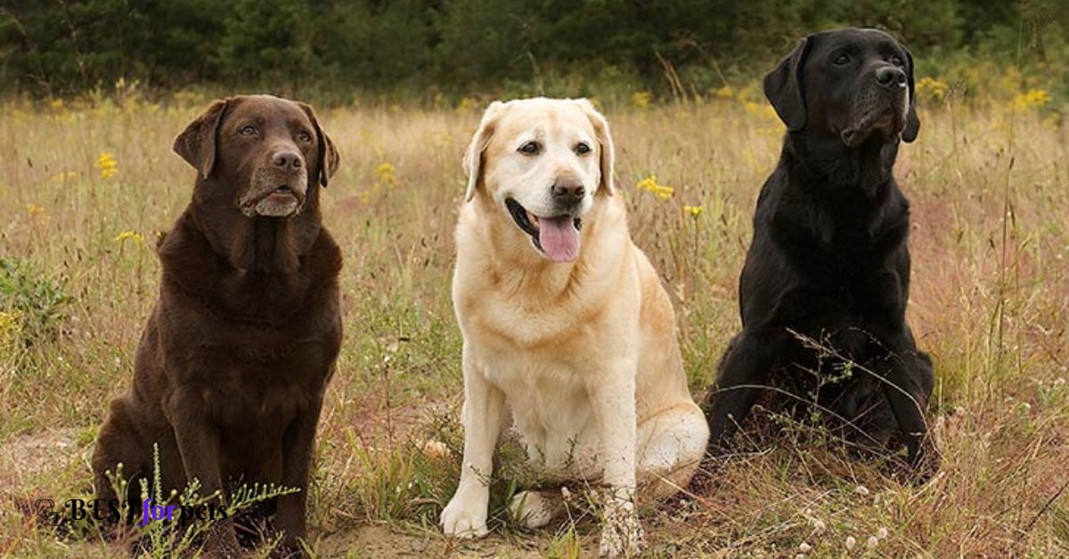 Labrador Retrievers-Dog Breed For Indian Climate