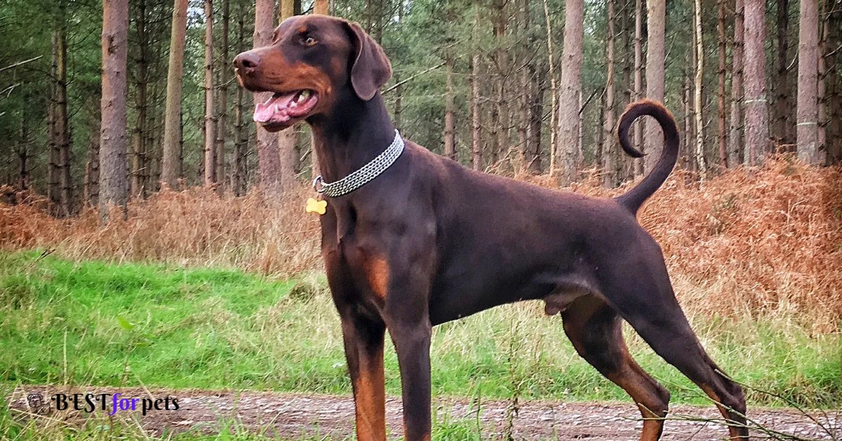 Doberman Pinscher-Dog Breed For Indian Climate