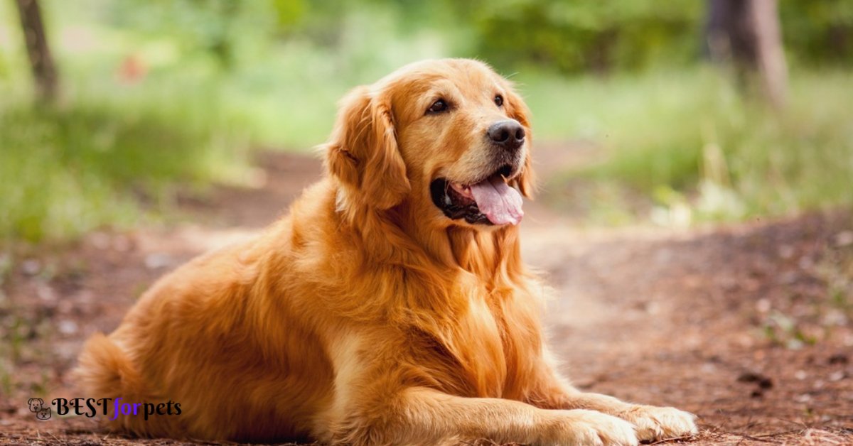 Golden Retriever-Dog Breed For Indian Climate