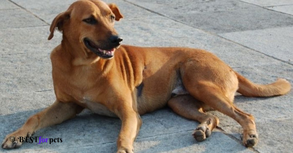 Indian Pariah -Dog Breed For Indian Climate