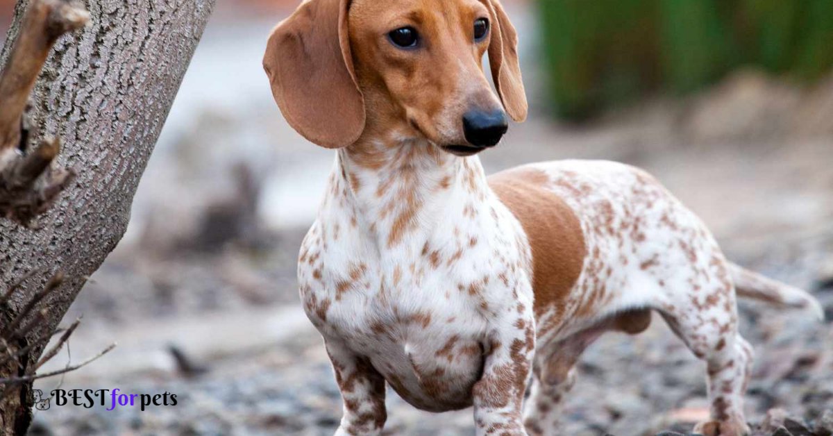 Dachshunds -Dog Breed For Indian Climate