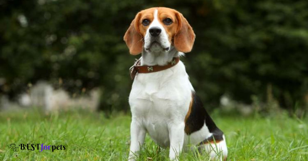 Beagle-Dog Breed For Indian Climate