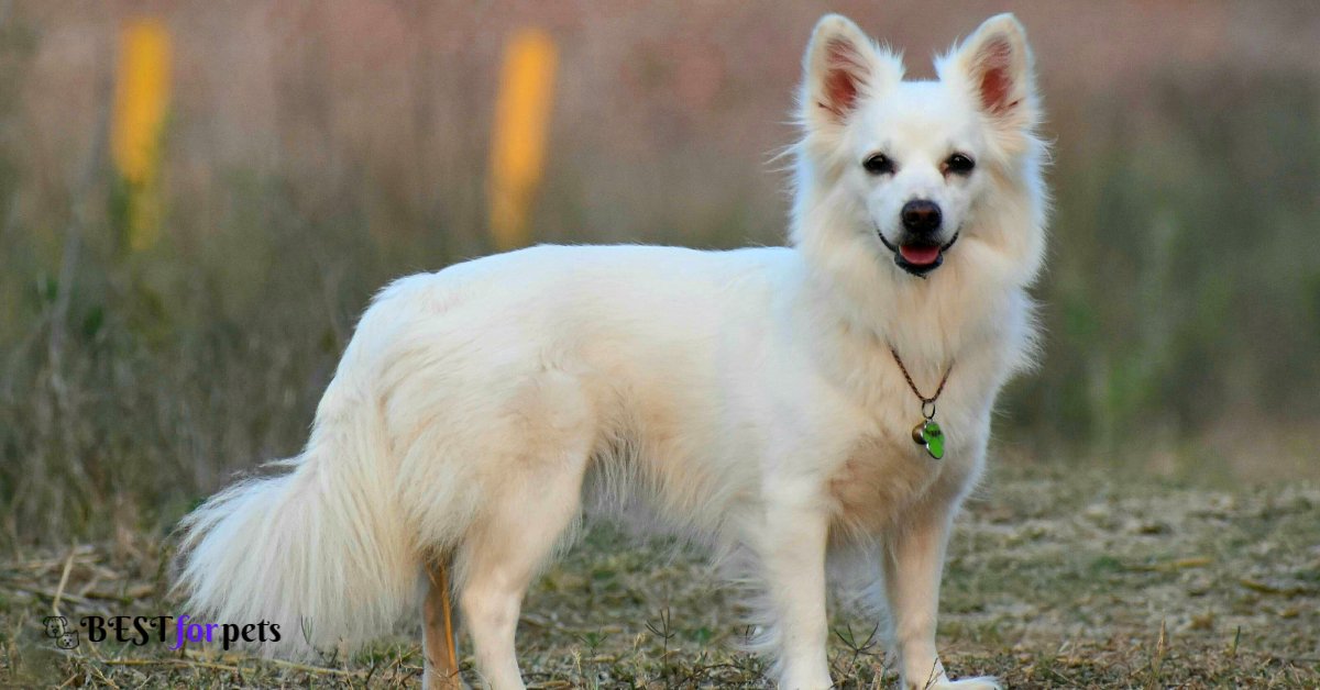 Indian Spitz-Dog Breed For Indian Climate