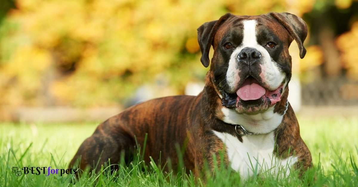 Boxer-Dog Breed For Indian Climate