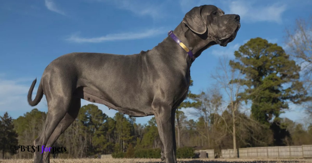 Great Dane-Dog Breed For Indian Climate