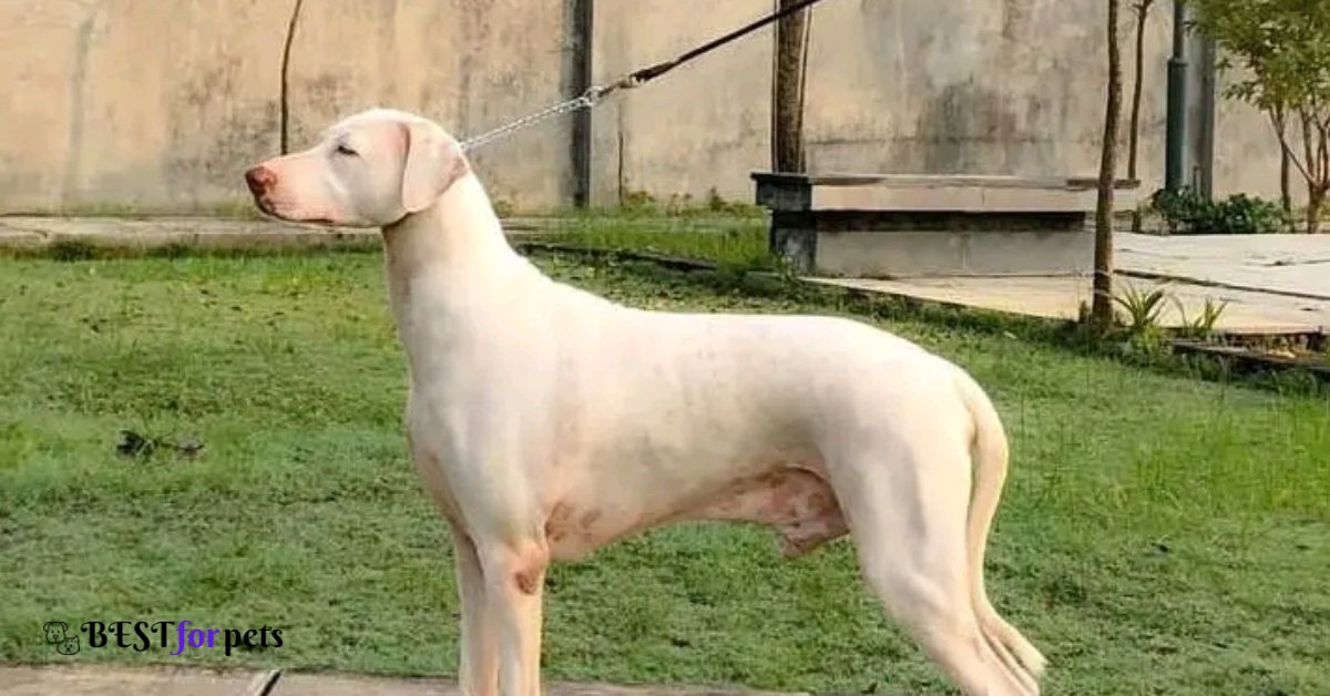 Rajapalayam-Dog Breed For Indian Climate