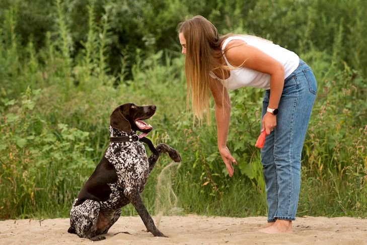 Dog Breeds That Are Naturally Good With Training