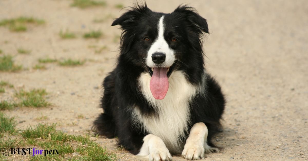 Border Collie- Dog Breeds That Are Naturally Good With Training
