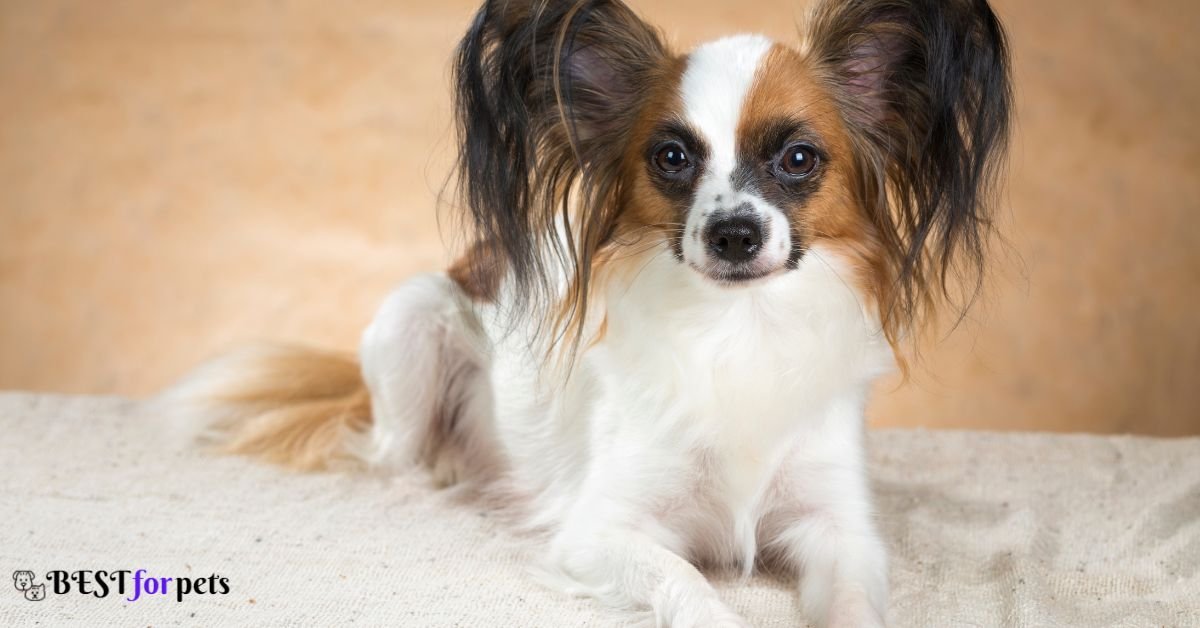 Papillon- Dog Breeds That Are Naturally Good With Training