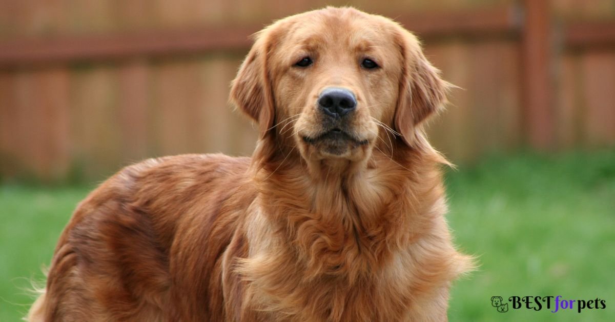 Golden Retriever- Dog Breeds That Are Naturally Good With Training