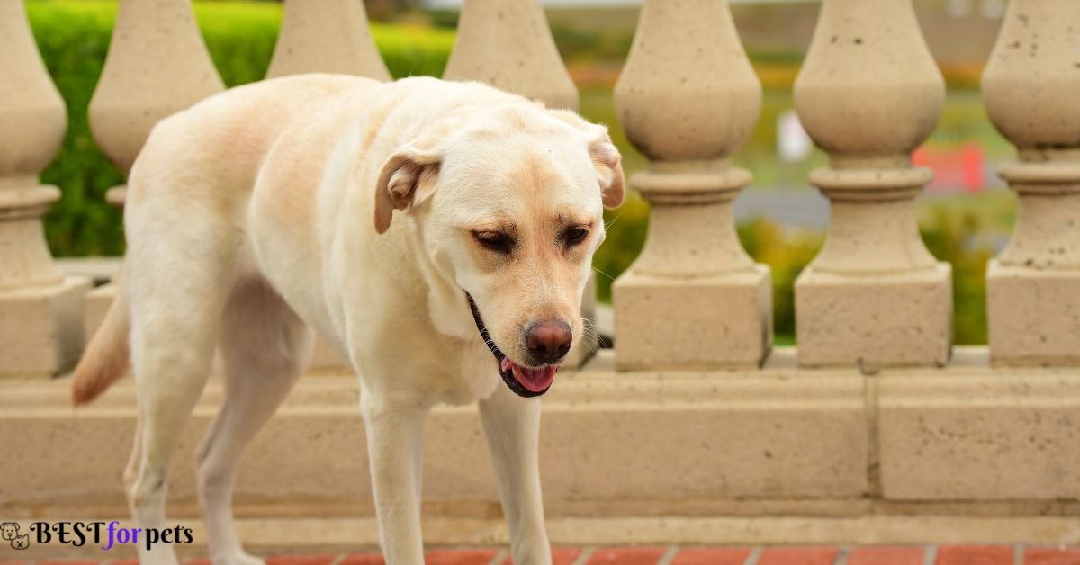 Labrador Retriever- Dog Breeds That Are Naturally Good With Training