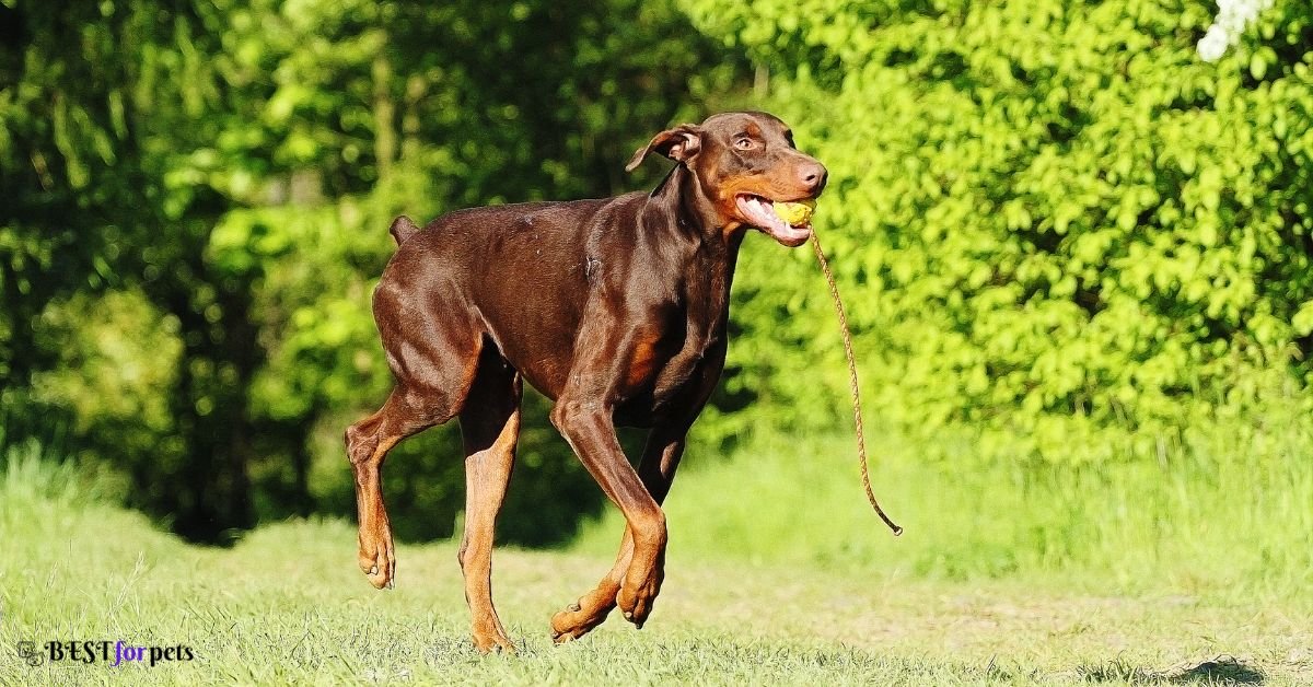 Doberman Pinscher- Dog Breeds That Are Naturally Good With Training