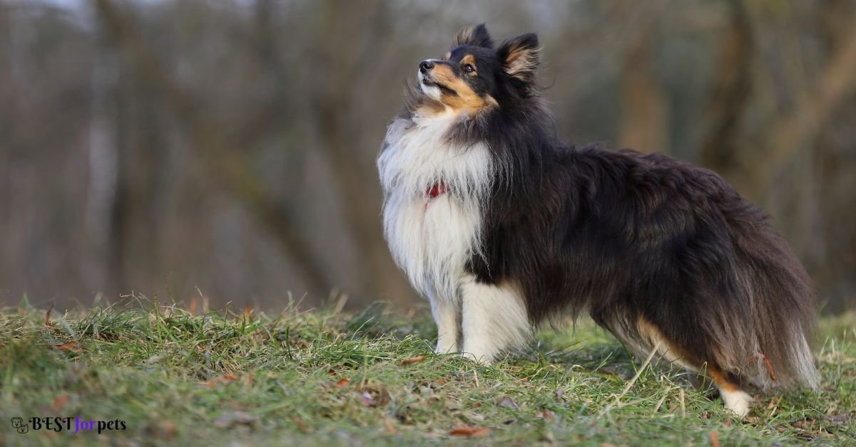 Shetland Sheepdog- Dog Breeds That Are Naturally Good With Training