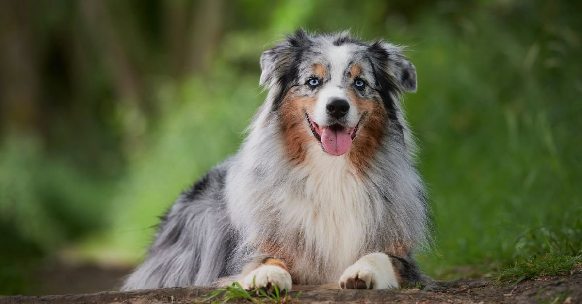 Australian Shepherd - Dog Breeds That Are Naturally Good With Training
