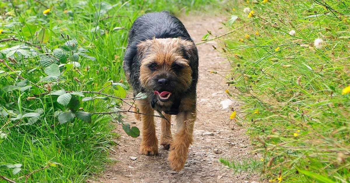 Border Terrier- Dog Breeds That Are Naturally Good With Training
