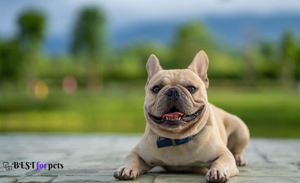 French Bulldog- Dog Breeds That Are Perfect For City Living