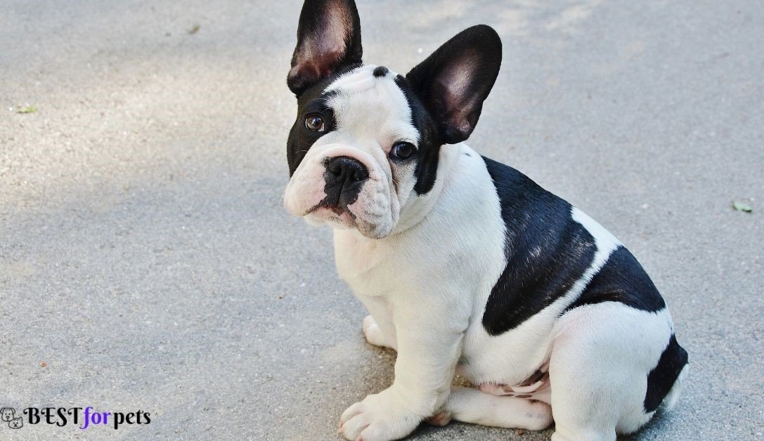 Bulldog- Dog Breeds That Are Perfect For City Living