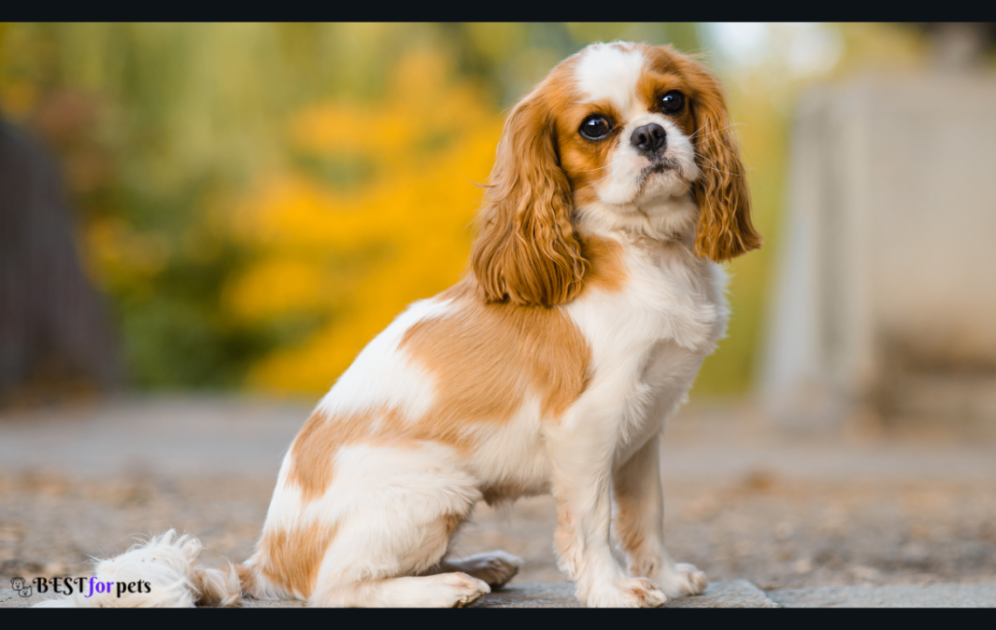 Cavalier King Charles Spaniel - Dog Breeds That Are Perfect For City Living