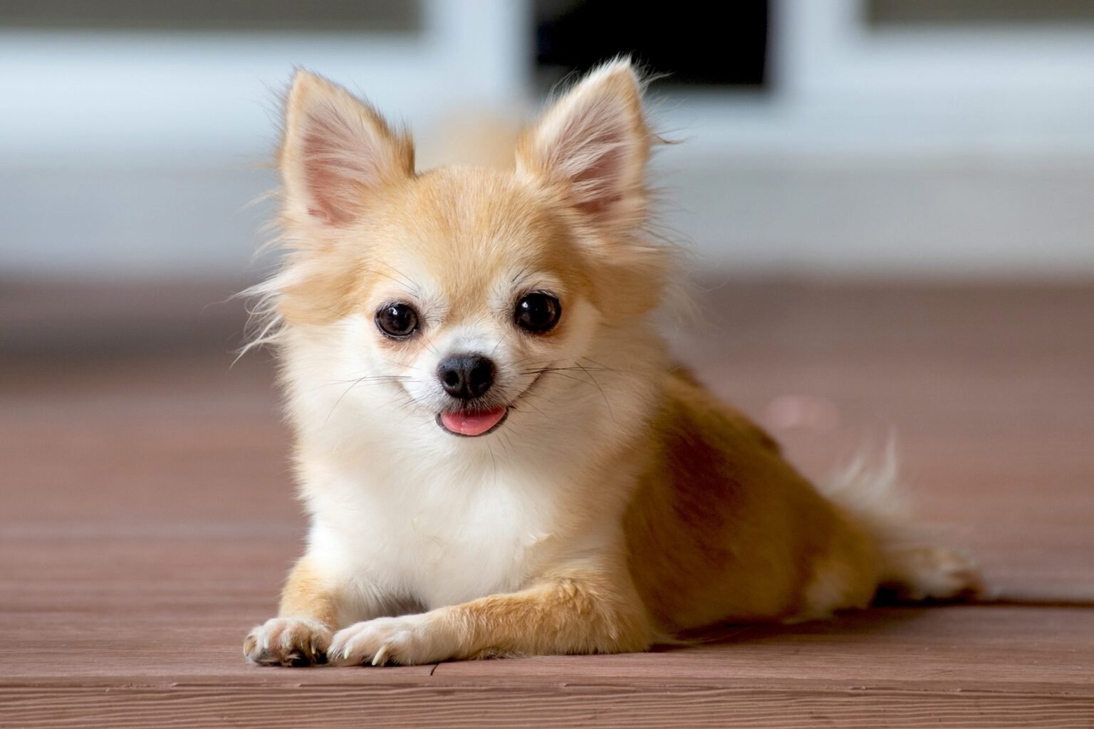 Chihuahua- Dog Breeds That Are Perfect For City Living