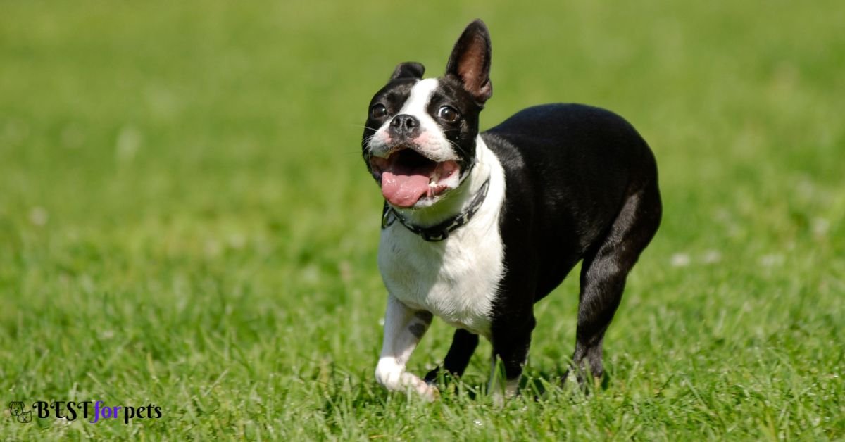 Boston Terrier- Dog Breeds That Are Perfect For City Living
