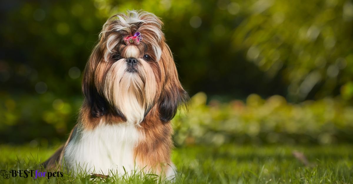 Shih Tzu- Dog Breeds That Are Perfect For City Living