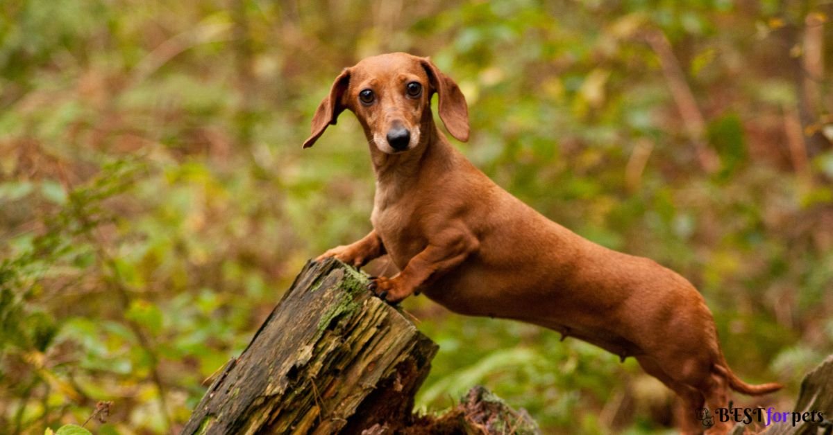 Dachshund- Dog Breeds That Are Perfect For City Living