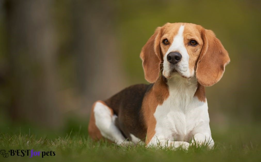 Beagle - Dog Breeds That Are Perfect For City Living