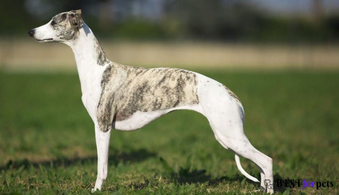 Greyhound - Dog Breeds That Are Perfect For City Living