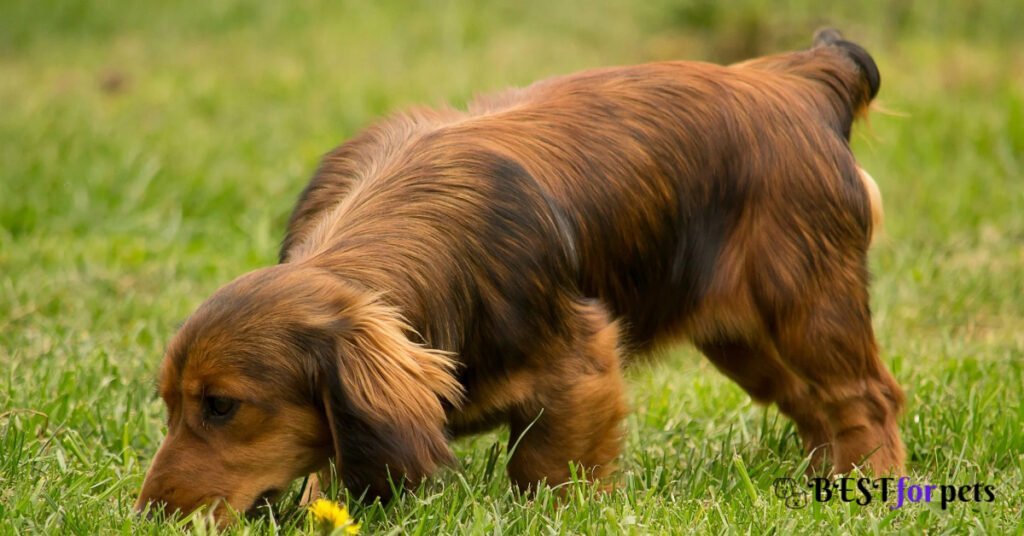 Dog Breeds With The Best Sense Of Smell
