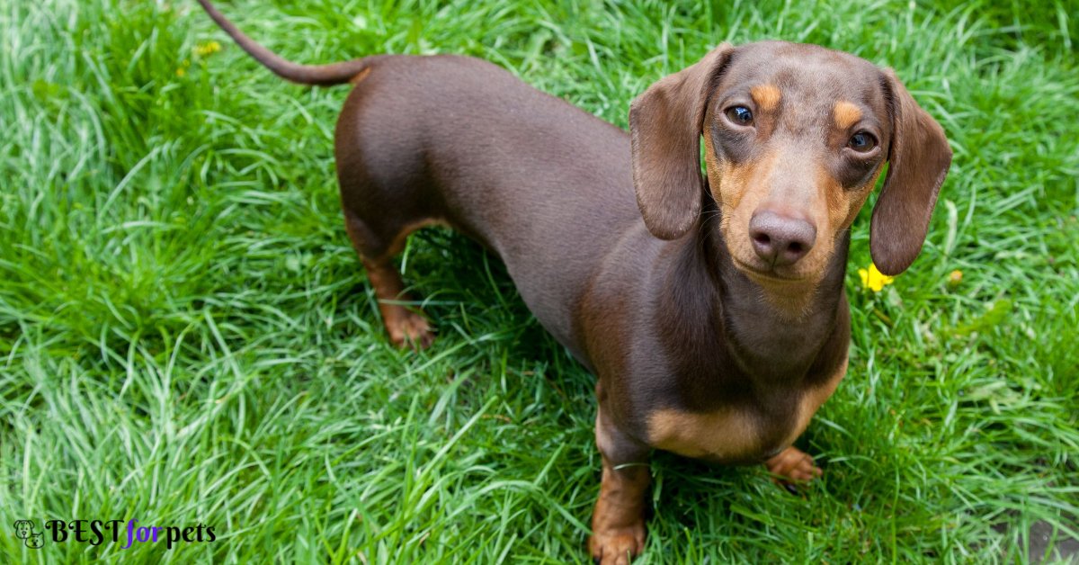 Dachshund- Dog Breeds With The Best Sense Of Smell