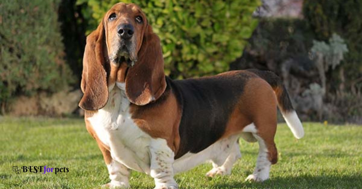 Basset Hound- Dog Breeds With The Best Sense Of Smell