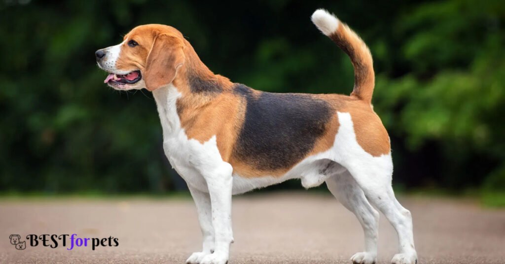 Beagle- Dog Breeds With The Best Sense Of Smell