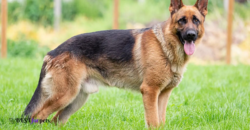 German Shepherd- Dog Breeds With The Best Sense Of Smell