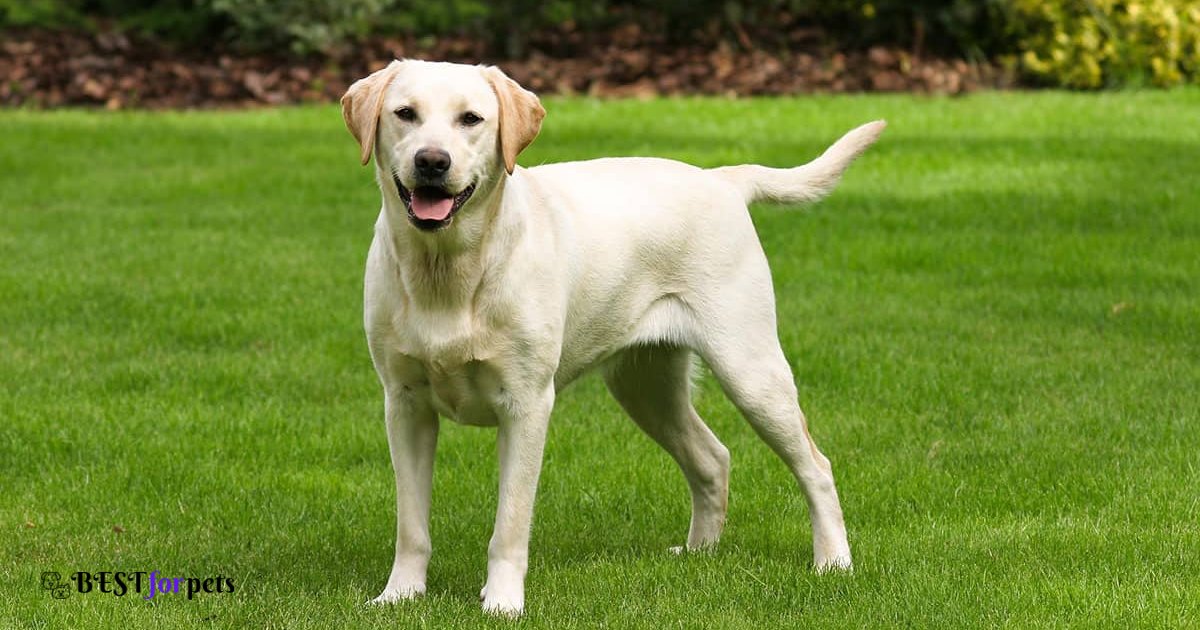 Labrador Retriever- Dog Breeds With The Best Sense Of Smell