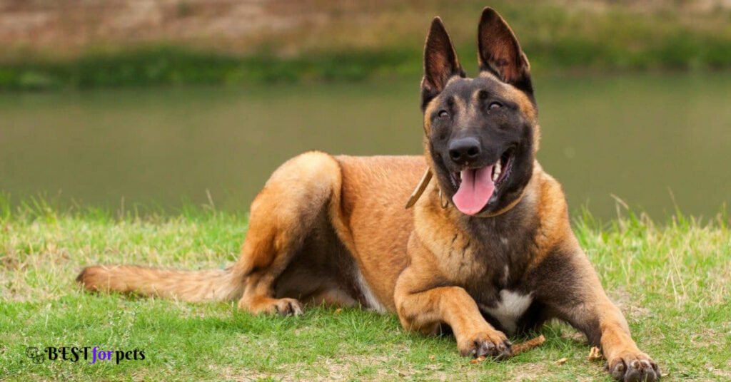 Belgian Malinois- Dog Breeds With The Best Sense Of Smell