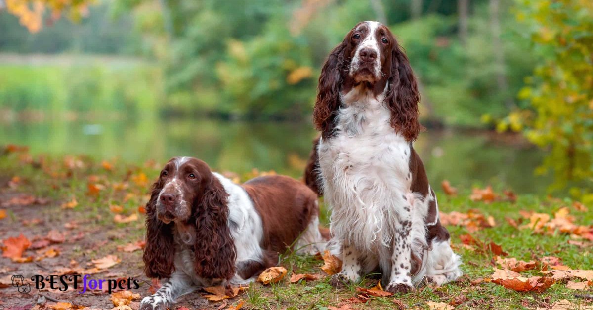 English Springer Spaniel- Dog Breeds With The Best Sense Of Smell