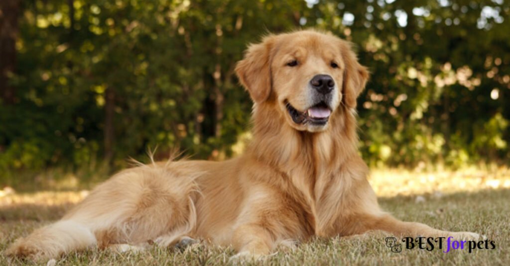 Golden Retriever- Dog Breeds With The Best Sense Of Smell