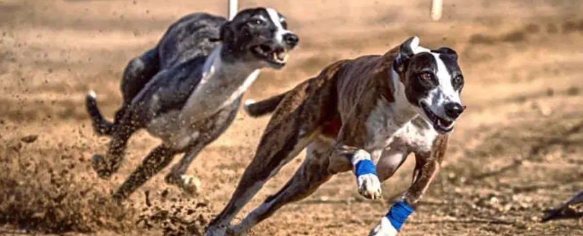 Top 10 Fastest Breeds Of Dog