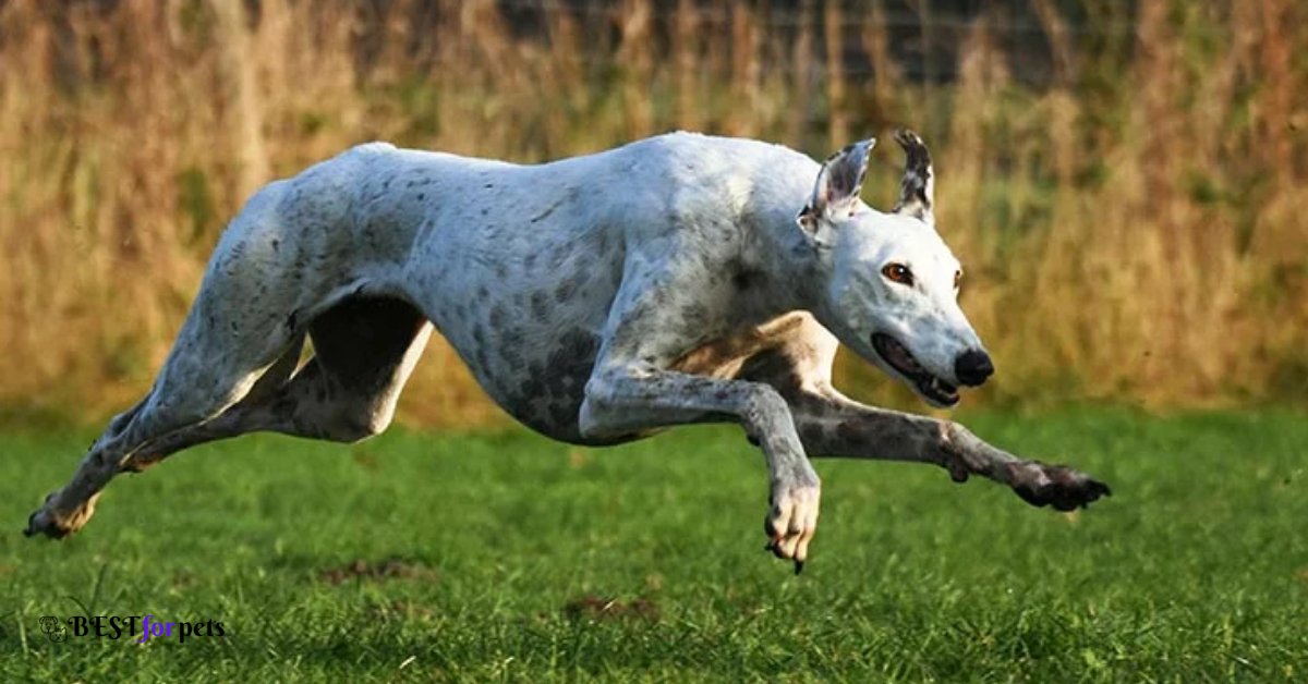 Greyhound- Fastest Breeds Of Dog