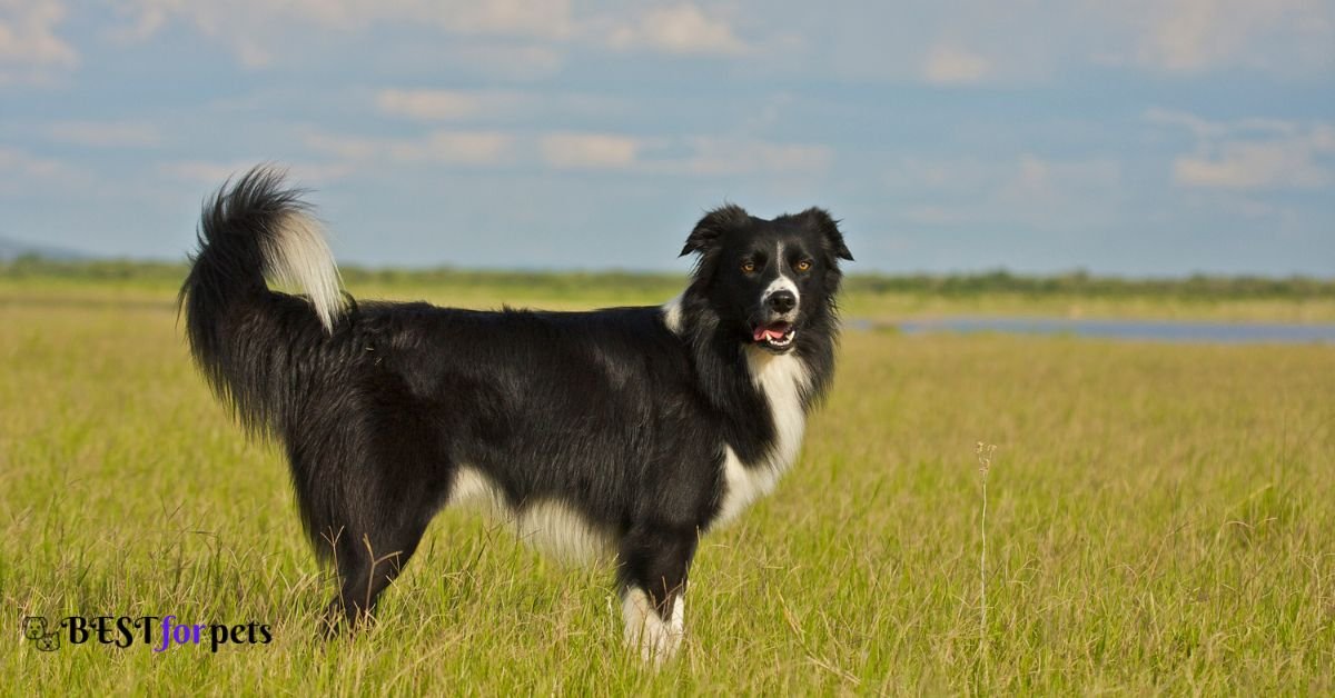 Border Collie- Fastest Breeds Of Dog