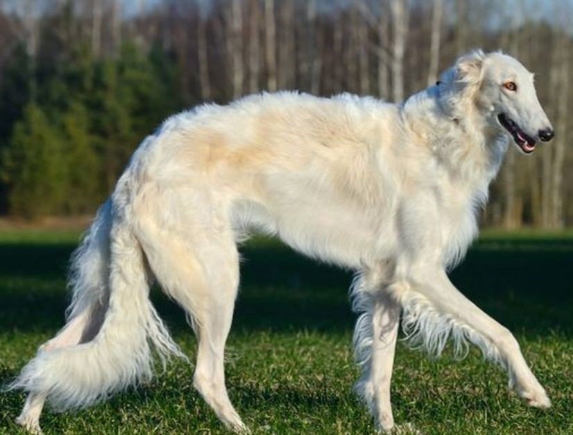 Borzoi- Fastest Breeds Of Dog