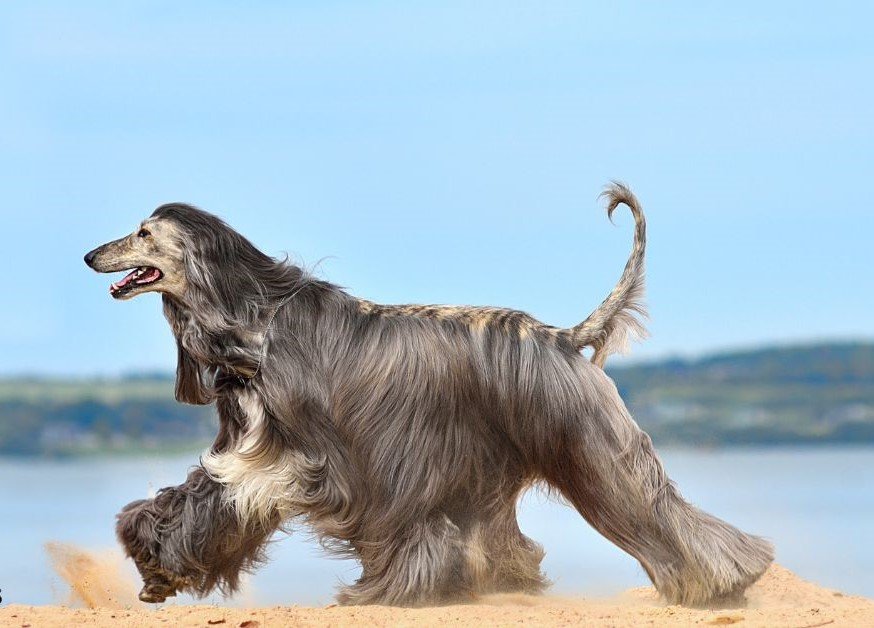 Afghan Hound- Fastest Breeds Of Dog