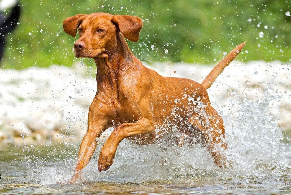 Vizsla- Fastest Breeds Of Dog