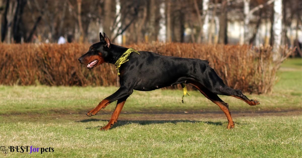 Doberman Pinscher- Fastest Breeds Of Dog