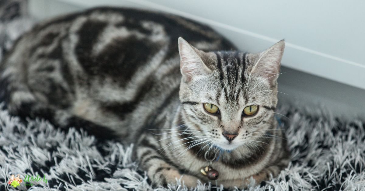 American Shorthair- Fastest Cat Breed In The World