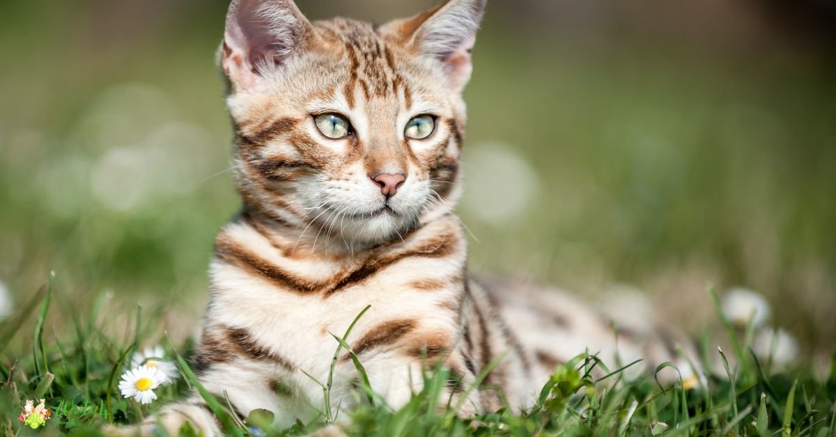 Bengal Cat - Fastest Cat Breed In The World